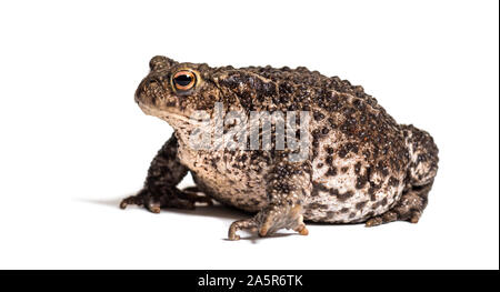 Erdkröte, Europäischen Kröte, oder einfach nur die Toad, Bufo bufo, vor weißem Hintergrund Stockfoto