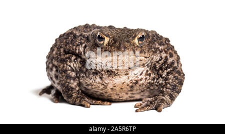 Erdkröte, Europäischen Kröte, oder einfach nur die Toad, Bufo bufo, vor weißem Hintergrund Stockfoto