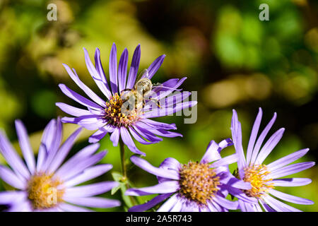 Blumen mit Bienen/Garten/Schlossgarten im Schloss Filseck in Uhingen/Göppingen Stockfoto