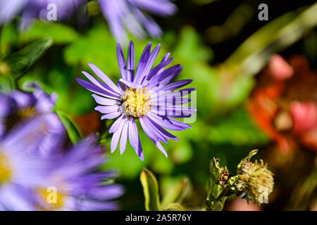 Blumen mit Bienen/Garten/Schlossgarten im Schloss Filseck in Uhingen/Göppingen Stockfoto