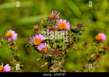 Blumen mit Bienen/Garten/Schlossgarten im Schloss Filseck in Uhingen/Göppingen Stockfoto