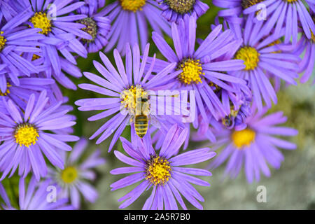 Blumen mit Bienen/Garten/Schlossgarten im Schloss Filseck in Uhingen/Göppingen Stockfoto