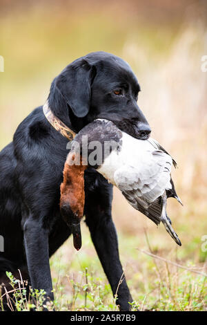 Ein schwarzes Labor Jagdhund mit Drake Canvasback Stockfoto