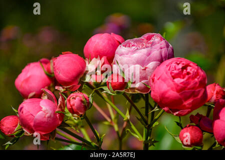 Blumen mit Bienen/Garten/Schlossgarten im Schloss Filseck in Uhingen/Göppingen Stockfoto