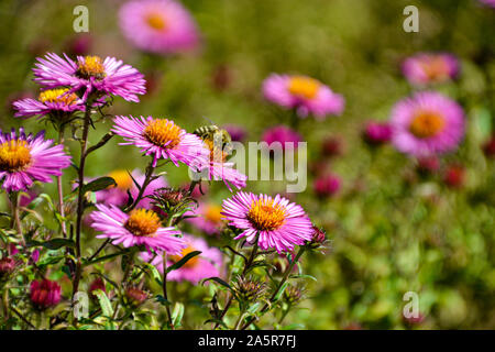 Blumen mit Bienen/Garten/Schlossgarten im Schloss Filseck in Uhingen/Göppingen Stockfoto