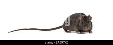 Schwarze Ratte, Rattus Rattus, vor weißem Hintergrund Stockfoto
