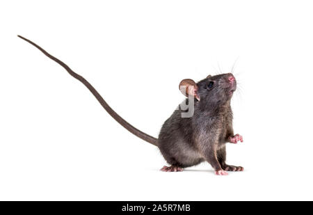 Schwarze Ratte, Rattus Rattus, vor weißem Hintergrund Stockfoto