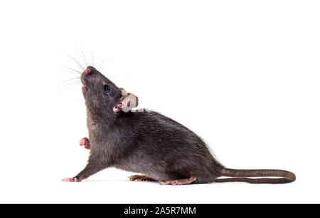 Schwarze Ratte, Rattus Rattus, vor weißem Hintergrund Stockfoto