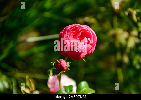 Blumen mit Bienen/Garten/Schlossgarten im Schloss Filseck in Uhingen/Göppingen Stockfoto