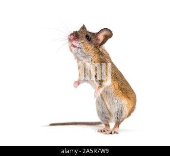 Eurasischen Maus, Apodemus Arten, vor weißem Hintergrund Stockfoto