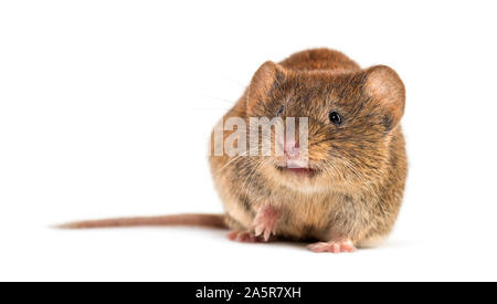 Bank vole, Myodes glareolus; früher Clethrionomys glareolus, vor weißem Hintergrund Stockfoto