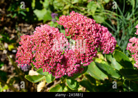 Blumen mit Bienen/Garten/Schlossgarten im Schloss Filseck in Uhingen/Göppingen Stockfoto