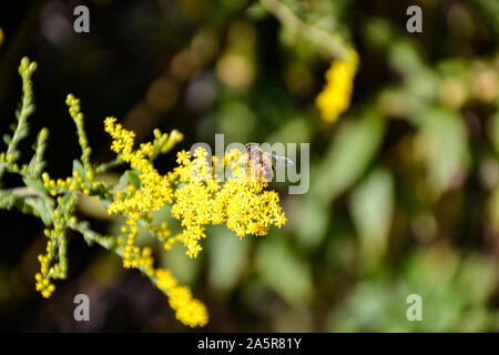 Blumen mit Bienen/Garten/Schlossgarten im Schloss Filseck in Uhingen/Göppingen Stockfoto