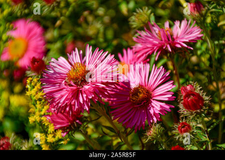 Blumen mit Bienen/Garten/Schlossgarten im Schloss Filseck in Uhingen/Göppingen Stockfoto