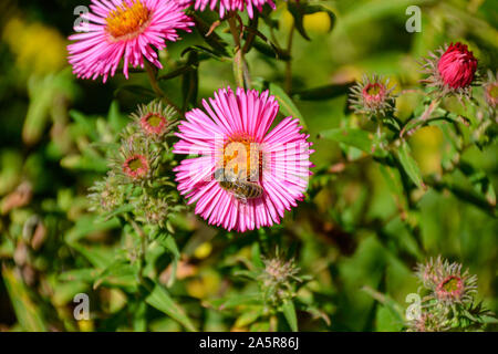 Blumen mit Bienen/Garten/Schlossgarten im Schloss Filseck in Uhingen/Göppingen Stockfoto