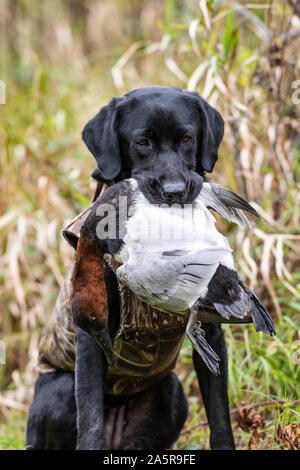 Ein schwarzes Labor Jagdhund mit Drake Canvasback Stockfoto