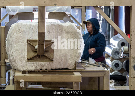 Frisch geerntete Samenkapseln sind sortiert und für den Export im Herbst Ernte bewertet am Pugh Farmen Plantage 18. Oktober 2019 in den Hallen, Tennessee. Stockfoto