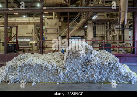 Frisch geerntete Samenkapseln sind sortiert und für den Export im Herbst Ernte bewertet am Pugh Farmen Plantage 18. Oktober 2019 in den Hallen, Tennessee. Stockfoto