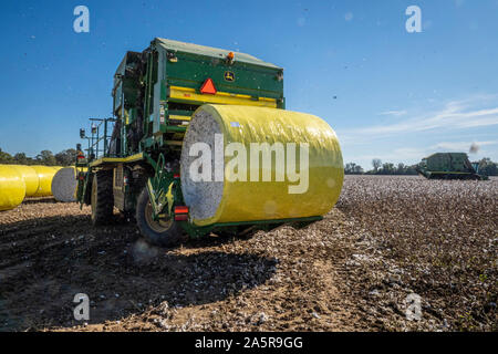 Eine Baumwolle Ballenpresse wird frisch geernteten Samenkapseln in versiegelten Ballen bereit zum Versand im Herbst Ernte an Pugh Farmen Plantage 18. Oktober 2019 in den Hallen, Tennessee. Stockfoto