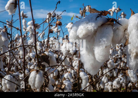 Baumwolle bereit für die Ernte im Herbst Pugh Farmen Plantage 18. Oktober 2019 in den Hallen, Tennessee. Stockfoto