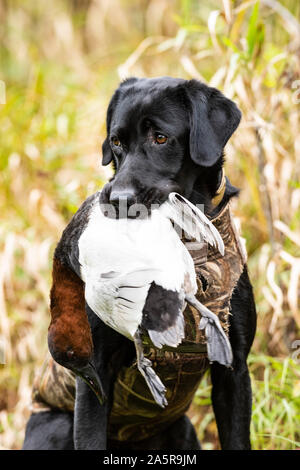 Ein schwarzes Labor Jagdhund mit Drake Canvasback Stockfoto