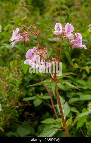 Impatiens glandulifera Royle (Himalayan oder indische Balsam) wachsende Neben dem Pfad der Kuckuck Strecke zu Fuß in East Sussex, England. Stockfoto