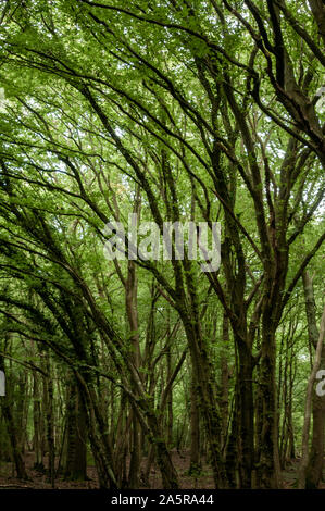 Der Kuckuck Trail stillgelegten Bahnhof Pfad verläuft durch einige dichte Wälder mit dem Vordach casting viel Schatten. Heathfield, East Sussex, England. Stockfoto