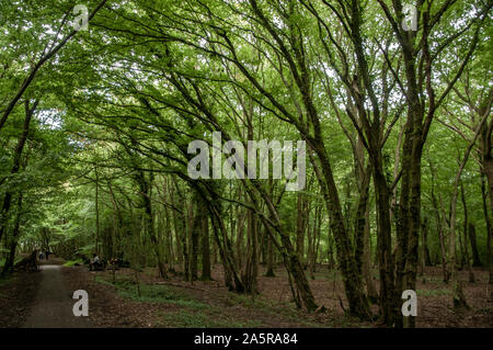 Der Kuckuck Trail stillgelegten Bahnhof Pfad verläuft durch einige dichte Wälder mit dem Vordach casting viel Schatten. Heathfield, East Sussex, England. Stockfoto