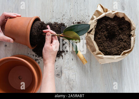 Frau wiederbepflanzung Ficus Blume in einem neuen braunen Tontopf, die zimmerpflanze Transplant zu Hause Stockfoto