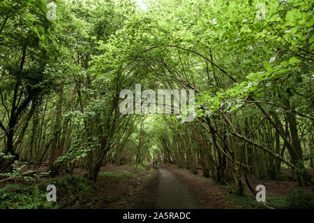 Der Kuckuck Trail stillgelegten Bahnhof Pfad verläuft durch einige dichte Wälder mit dem Vordach casting viel Schatten. Heathfield, East Sussex, England. Stockfoto