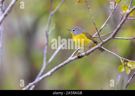 Männliche Nashville warbler thront in einem Wald. Stockfoto