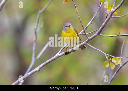 Männliche Nashville warbler thront in einem Wald. Stockfoto