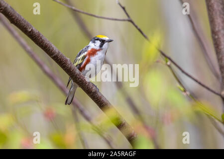 Männliche chestnut-seitig Warbler in Nordwisconsin. Stockfoto