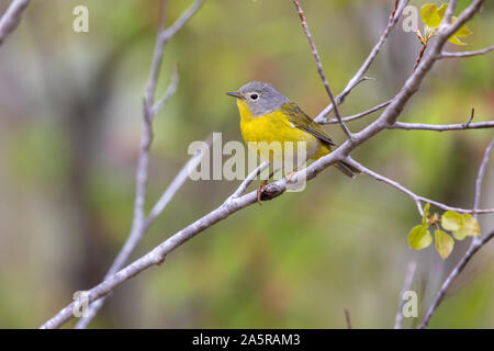 Männliche Nashville warbler thront in einem Wald. Stockfoto