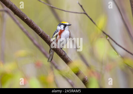 Männliche chestnut-seitig Warbler in Nordwisconsin. Stockfoto