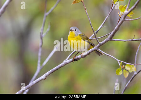 Männliche Nashville warbler thront in einem Wald. Stockfoto