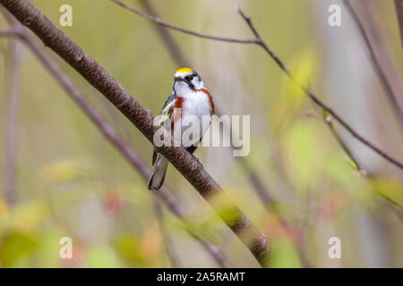 Männliche chestnut-seitig Warbler in Nordwisconsin. Stockfoto