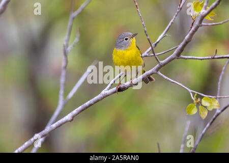 Männliche Nashville warbler thront in einem Wald. Stockfoto