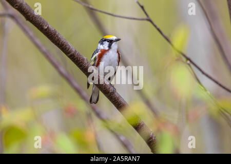 Männliche chestnut-seitig Warbler in Nordwisconsin. Stockfoto
