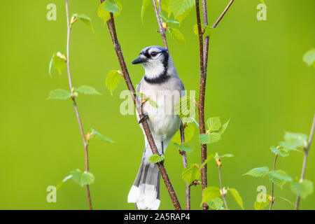 Blue Jay in einem gesprenkelten Erle thront. Stockfoto