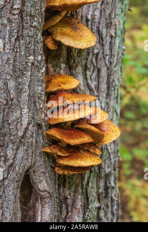 Feder peeper sitzen auf goldenen scalycap in Nordwisconsin. Stockfoto