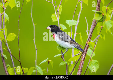 Unreifen männlichen rose-breasted Grosbeak in einen gesprenkelten Erle thront. Stockfoto