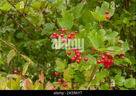 Auffällig leuchtend roten Beeren der Viburnum opulus, Gefüllte Schneeball, nach leichten Regen fallen im Spätsommer, Frühherbst Stockfoto