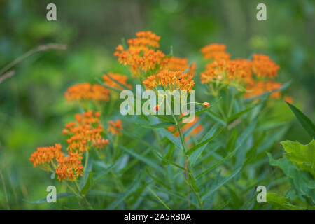 Butterfly weed am Straßenrand in Nordwisconsin wächst. Stockfoto