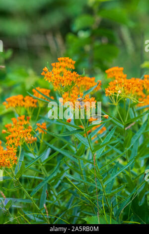 Butterfly weed am Straßenrand in Nordwisconsin wächst. Ein Monarch Caterpillar ist auf der Anlage. Stockfoto