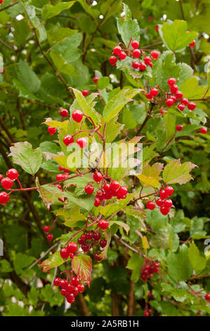 Auffällig leuchtend roten Beeren der Viburnum opulus, Gefüllte Schneeball, nach leichten Regen fallen im Spätsommer, Frühherbst Stockfoto