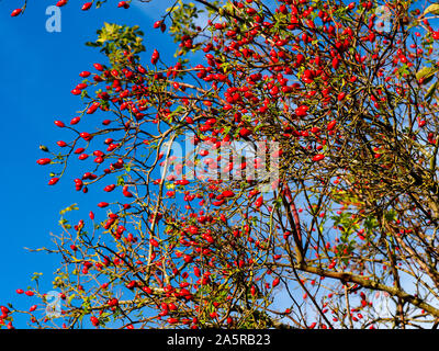 Leuchtend rote Hagebutten vor blauem Himmel von unten gesehen Stockfoto