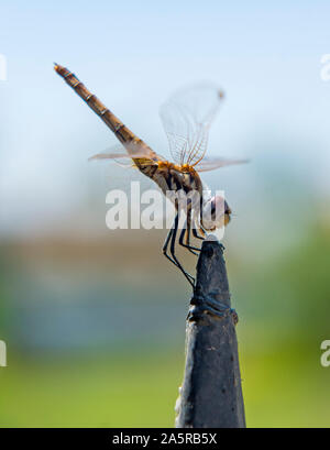 Closeup Makro Detail des Wanderns Segelflugzeug dragonfly Pantala flavescens auf Metall Zaunpfosten Stockfoto