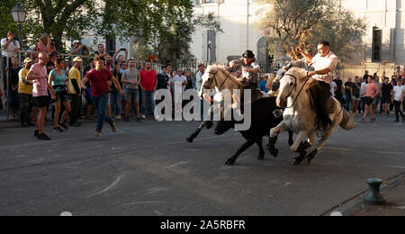 Die Bull Run in San Remy, organisiert von der Hüter der Camargue, Provence, Frankreich Stockfoto