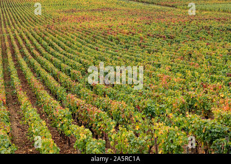 Herbst in den Weinbergen von Nuits Saint Georges, Burgund, Frankreich. Stockfoto